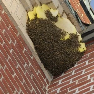 Bees