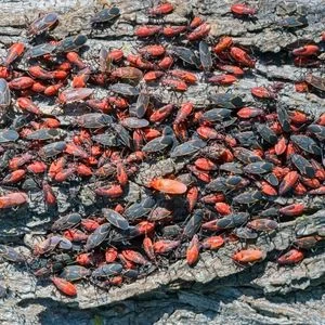 Boxelder Bugs