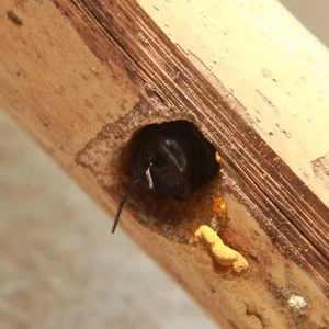 Carpenter Bees