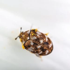 Carpet Beetles