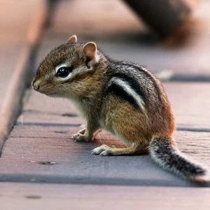 Chipmunks