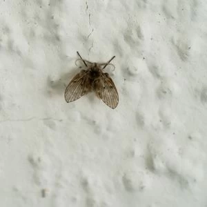 Drain Moth Flies