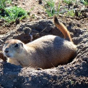 Groundhogs