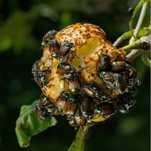 Japanese Beetles