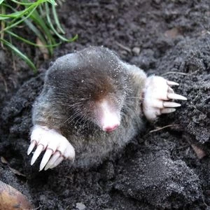 Moles