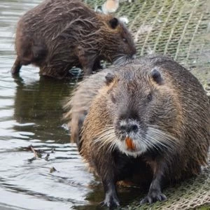 Muskrats