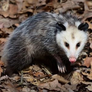 Opossums