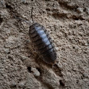 Pill Bugs