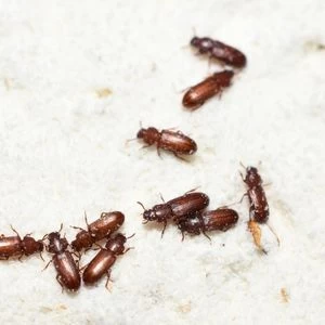 Red Flour Beetles