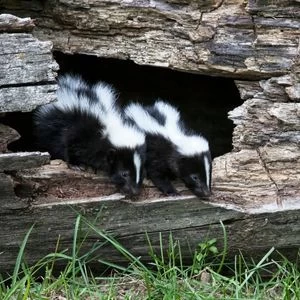 Skunks