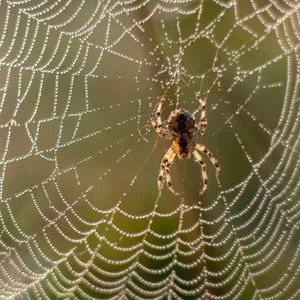 Spiders (Exterior)