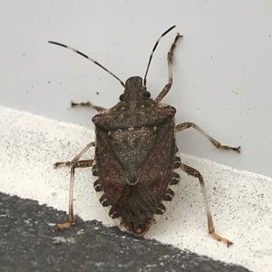 Stink Bugs