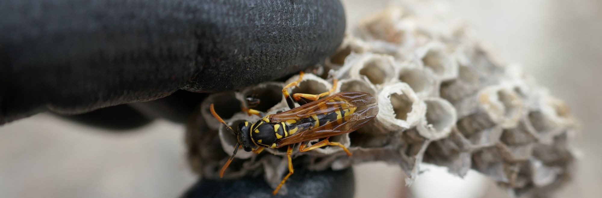 Bees, Wasps, Yellow Jackets & Hornets