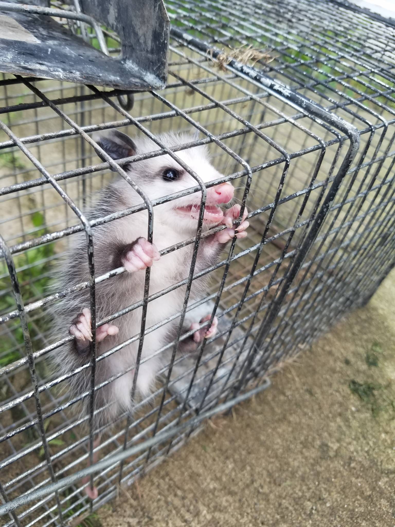 possum in trap - Prudential Pest Management, LLC