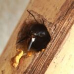 Carpenter Bee