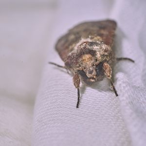 Clothing Moth