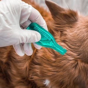 Mosquito, Flea, & Tick Treatments