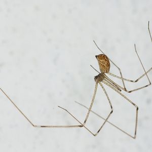 Indoor Spiders