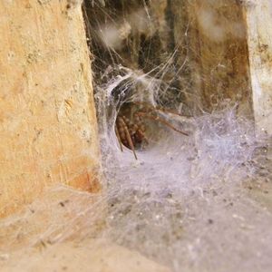 Indoor Spiders