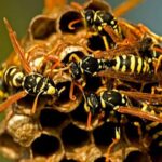 Bees, Wasps, & Yellow Jackets