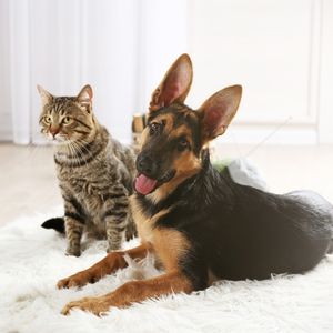 Interior Flea Treatment