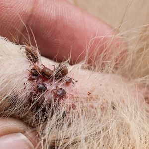 Mosquito, Flea, & Tick Treatments