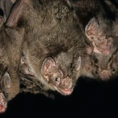 Bats