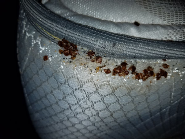 Bedbug Removal Services