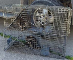 Raccoon Trapping