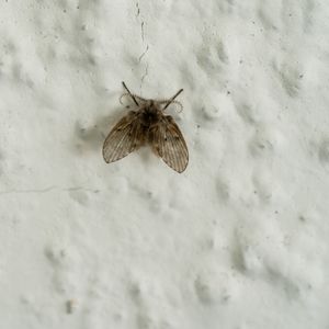 Drain Moths Flies