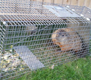 Groundhogs / Woodchuck Trapping