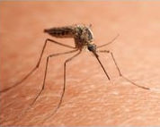 Mosquito, Flea, & Tick Treatments