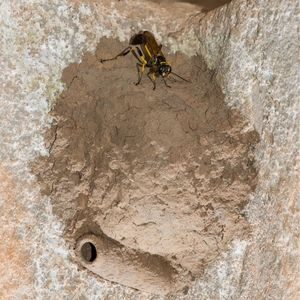 Bees, Wasps, & Yellow Jackets