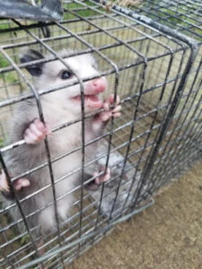 Opossum Trapping