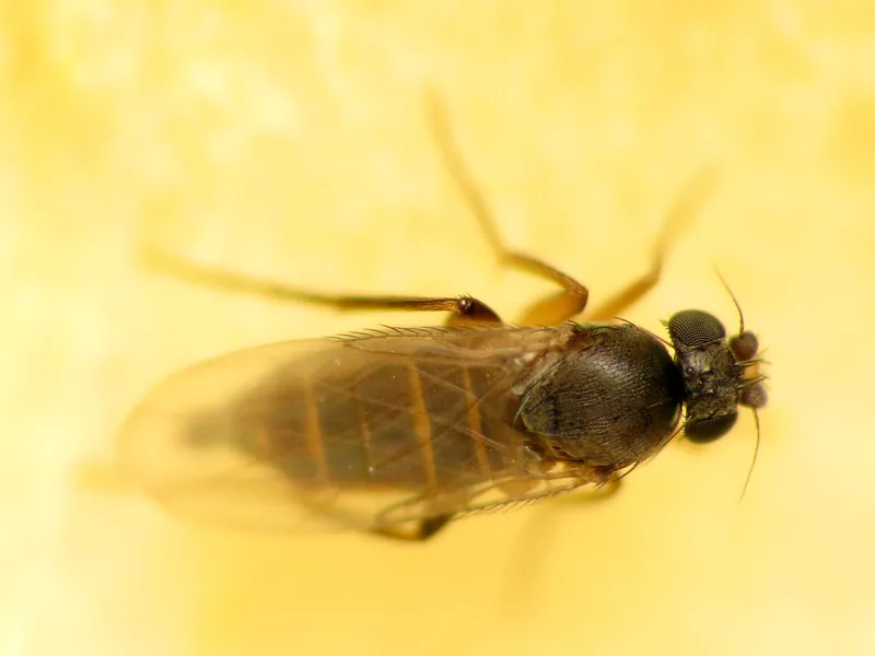 Phorid fly (scuttle fly), close-up